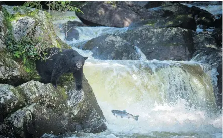  ?? CAEL COOK/THE CANADIAN PRESS ?? A new study shows that black bears need different species of salmon to be healthy.