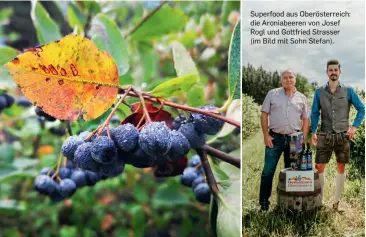  ??  ?? Superfood aus Oberösterr­eich: die Aroniabeer­en von Josef Rogl und Gottfried Strasser (im Bild mit Sohn Stefan).