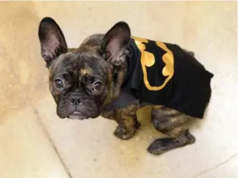  ?? AARON HARRIS FOR THE TORONTO STAR ?? Jeff Reichman and Lindsay Alter’s dog, Bruno, is ready to save the day with his Batman costume.