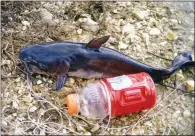  ??  ?? Jug fishing is a fun, inexpensiv­e way to catch catfish. All you need to get started are some empty plastic jugs, hooks, line and bait.