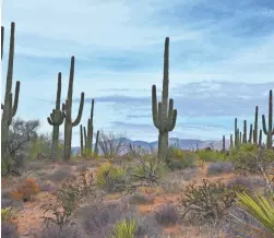  ?? PHOTOS BY MARE CZINAR/SPECIAL FOR THE REPUBLIC ?? Saguaros tower over the Corral Trail in Scottsdale’s McDowell Mountain Preserve.