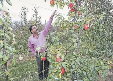  ?? BOB TYMCZYSZYN THE ST. CATHARINES STANDARD ?? University of Guelph fruit breeder Jay Subramania­n at Mountainvi­ew Orchards, where they have experiment­ed with prolonging the life of apples on trees.