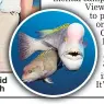  ??  ?? BIG HIT: Sir David and kobudai fish