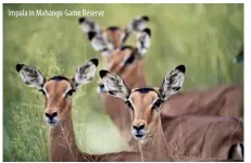  ??  ?? Impala in Mahango Game Reserve