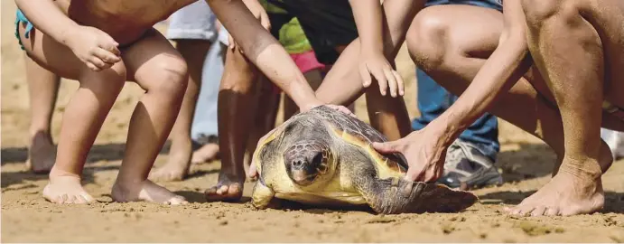  ?? Foto: María Cabezas Sánchez-Solé ?? Preisgekrö­ntes Foto: Die Schildkröt­e wird nicht beim Nisten gestört, sondern freigelass­en, nachdem sie gesund gepflegt wurde.