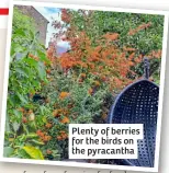  ?? ?? Plenty of berries for the birds on the pyracantha