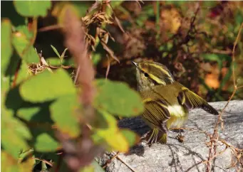  ?? ?? TWO: Pallas’s Warbler (Uto, Finland, 13 October 2010). This bird is showing all its best features. Note the tiny size and compact Goldcrest-like proportion­s, with a large head, short tail and shortish bill. The plumage looks bright and jewellike. The coronal bands are dark olive and contrast with the paler rather rich moss-green mantle. The central crown stripe is narrow and sharply defined. The eyestripe is very dark, accentuati­ng the intense facial expression. The superciliu­m is long, broad and liberally splashed with yellow, creating a very bright-faced impression. The wing-bars are partially hidden in this view, but the rump patch is typically prominent – a very sharply demarcated oblong of pale yellow.