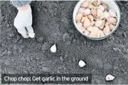  ??  ?? Chop chop: Get garlic in the ground