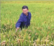  ?? PROVIDED TO CHINA DAILY ?? A farmer in Huaxi village, Jiangsu province, checks a paddy that uses Japanese rice farming technology.