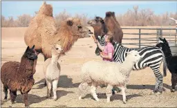  ??  ?? Veterinari­an Valerie Holt feeds a carrot to a camel as other animals surround her Jan. 23, 2014, at the Roos-N-More zoo in Moapa. Las Vegas Review-Journal file
