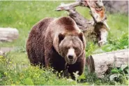  ?? AP FILE PHOTO/ELAINE THOMPSON ?? A grizzly bear roams an exhibit at the Woodland Park Zoo, closed for nearly three months because of the coronaviru­s outbreak in Seattle.