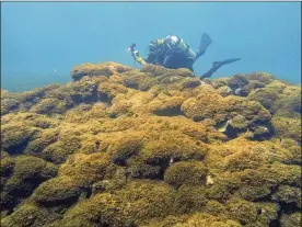  ??  ?? A new species of seaweed covers dead a coral reef at Pearl and Hermes Atoll in the remote Northweste­rn Hawaiian Islands. Researcher­s say the recently discovered species of seaweed is killing large patches of coral.