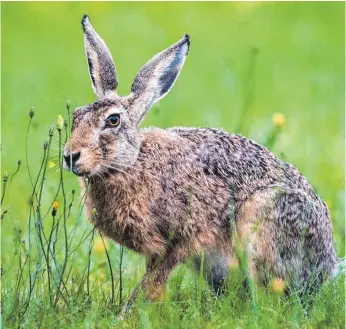  ?? FOTO: JENS BÜTTNER ?? Feldhasen in der Region tragen derzeit möglicherw­eise Hasenpeste­rreger in sich. Eine Übertragun­g auf den Menschen oder auf Haustiere wie den Hund kann durch Haut- und Schleimhau­tkontakt mit infektiöse­m Tiermateri­al erfolgen.