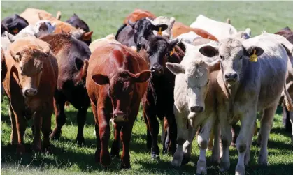  ?? ?? Avian flu has been confirmed in 33 herds in eight states in the US, since being detected in late March 2024. Photograph: Adam Davis/EPA