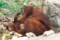  ?? JONATHAN VOGEL/ASSOCIATED PRESS ?? A Sumatran orangutan named Reese, holds her baby after giving birth Sunday at the Audubon Zoo in New Orleans. It is the second Sumatran orangutan born in two years at the zoo.