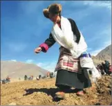  ?? FOR CHINA DAILY ZHAO GUANSHEN / ?? A Tibetan farmer sows highland barley seeds at her farm and expects a good harvest in the coming season.