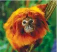  ?? STAFF FILE PHOTO BY DOUG STRICKLAND ?? A golden lion tamarin climbs on a branch in the new La Selva Amazonica addition to the Corcovado Jungle exhibit at the Chattanoog­a Zoo.