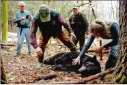  ?? JENNIFER HAUCK/THE VALLEY NEWS VIA AP ?? Andrew Timmins, the bear project leader with the New Hampshire Department of Fish and Game, steps over a tranquiliz­ed black bear in Hanover, N.H., on Friday. Nancy Comeau with USDA wildlife services keeps a hand on the bear after it had been moved onto...