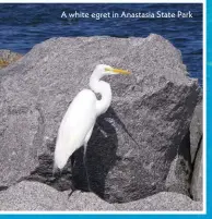  ??  ?? A white egret in Anastasia State Park