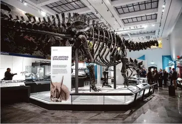  ?? Arnold Gold/Hearst Connecticu­t Media ?? A restored and reposition­ed brontosaur­us in the renovated Burke Hall of Dinosaurs at the Yale Peabody Museum in New Haven on Monday.