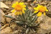  ?? Photo courtesy of Karen Ferrell-Ingram ?? Muir’s Senecio, which is featured in the book.