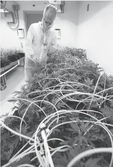  ??  ?? Pete Young shows off some of Indiva’s young plants. Ontario plans to ramp up the number of government-run pot shops to 150 by the year 2020, but some say that’s not nearly enough to halt the illegal marijuana market.