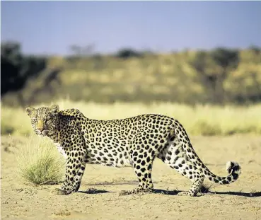  ?? Picture: Gerald Cubitt ?? The Citadel Philanthro­py Foundation supports 60 beneficiar­y organisati­ons, including the Cape Leopard Trust.