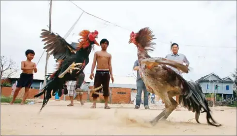  ?? HENG CHIVOAN ?? People watch as two cocks engage in a fight at a village in Kampong Speu province in 2014.