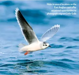  ??  ?? Hides in several locations on the East anglian coast offer occasional opportunit­ies to photograph migrant Little Gulls