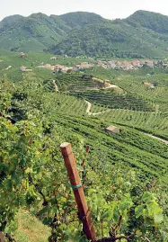  ??  ?? Vigneti Uno scorcio delle colline di Valdobbiad­ene