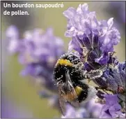  ??  ?? Un bourdon saupoudré de pollen.