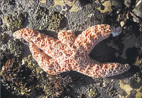  ?? LAURA ANDERSON — ROCKY INTERTIDAL LAB UC SANTA CRUZ ?? This undated photo released by the Rocky Intertidal Lab at the University of California-Santa Cruz shows a starfish suffering from Sea Star Wasting Disease: it’s missing one arm and has tissue damage to another.