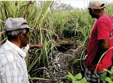  ?? JEREMY REDMON / JREDMON@AJC.COM ?? Demetrio Yam (left) shows Roger Keme where he found the bodies of Drew DeVoursney and Francesca Matus in his sugar cane field in northern Belize. “The path was not here. When they brought the bodies, they left this trail,” he said, speaking in Spanish...