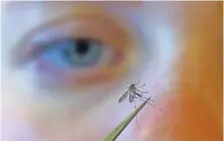  ?? AP PHOTO/RICK BOWMER ?? A municipal biologist examines a mosquito in Salt Lake City in 2019.