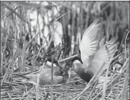  ?? GAO ERQIANG / CHINA DAILY ?? Birds feed a hatchling in the reserve.