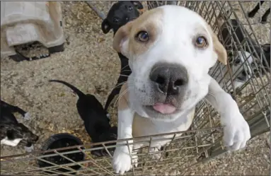  ?? Terrance Armstard/News-Times ?? Let’s Play: Puppies await adoption at the Union County Animal Protection Society. UCAPS has sent about 100 dogs to participat­e in the state’s Paws in Prison Program over the past three years.