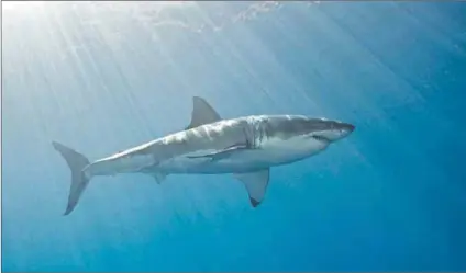  ?? Photos: Prisma Bildagentu­r/getty Images, Rodger Bosch/afp & Leila Dougan ?? Lethal: Great white sharks (above) are mostly kept at bay by shark exclusion nets (left) such as this one at Fish Hoek, though Kimon Bisogno (memorialis­ed below left) was fatally bitten by one in Plettenber­g Bay last month.