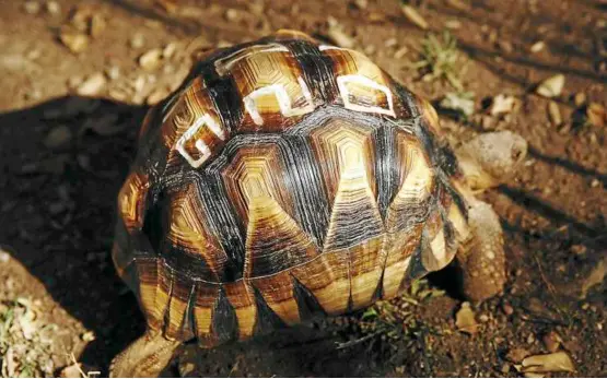  ??  ?? Scarred for life: a tortoise sports a defaced shell at the Turtle Conservanc­y’s behler Chelonian Center in Los angeles. The shells are defaced to reduce their value on the black market, and the permanent marking also makes it easier for law enforcemen­t...
