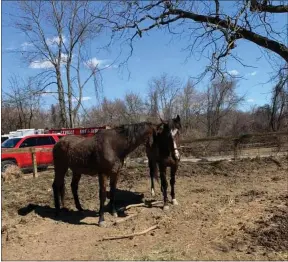  ?? NICOLE HENWOOD VIA FACEBOOK ?? Horses comfort one another after escaping a deadly fire in Pocopson Township. No person died, although several people were injured. Two of nine horses died in the flames inside their barn on the farmstead.