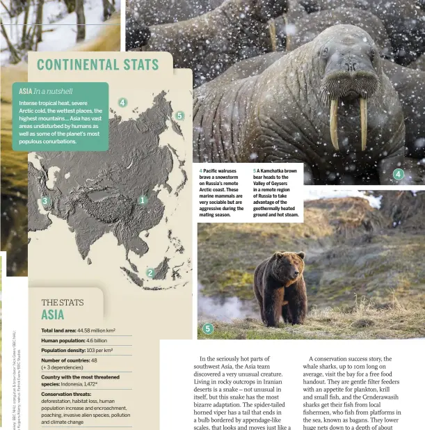  ??  ?? Pacific walruses brave a snowstorm on Russia’s remote Arctic coast. These marine mammals are very sociable but are aggressive during the mating season. 5 A Kamchatka brown bear heads to the Valley of Geysers in a remote region of Russia to take advantage of the geothermal­ly heated ground and hot steam.