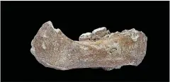  ?? DONGJU ZHANG — LANZHOU UNIVERSITY VIA THE NEW YORK TIMES ?? An ancient mandible, found in a cave in the Jiangla Valley of Tibet. Scientists reported that it is the first evidence found outside Siberia of the Denisovans, a Neandertha­l-like human that disappeare­d about 50,000years ago.