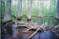  ?? PHOTOS BY KEITH SUTTON/CONTRIBUTI­NG PHOTOGRAPH­ER ?? The cypress/tupelo wetlands of central Arkansas’ Lorance Creek Natural Area provide a haven for a rich diversity of birds and other wildlife.