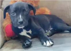  ??  ?? Gloversvil­le, New York: Photo provided by Sara Butler, Peanut, a puppy adopted by Butler reclines on a sofa in Butler’s Gloversvil­le, New York home. — AP