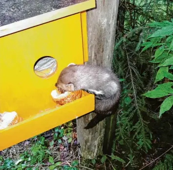  ?? Foto: Tierauffan­gstation ?? Mit dieser Holzkiste wurde der Marder in einen Ostallgäue­r Wald gebracht. Über den Winter wird er dort noch gefüttert. Die Kiste kann er als Schlafplat­z nutzen. Eine Wildkamera überwacht das Kommen und Gehen.