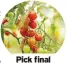  ?? ?? Pick final tomatoes