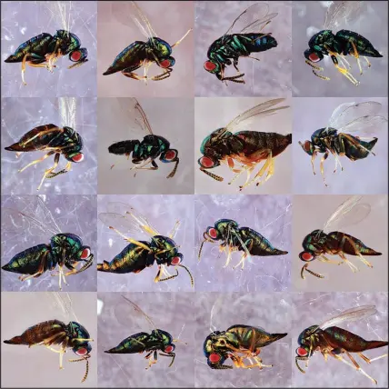  ?? GALLERY IMAGE BY ENTOMOLOGI­CAL SOCIETY OF AMERICA; COMPONENT IMAGES BY SOFIA SHEIKH, ANNA WARD, AND ANDREW FORBES, UNIVERSITY OF IOWA VIA THE NEW YORK TIMES ?? A new study suggests wasps currently called Ormyrus labotus are actually at least 16 different species.