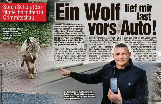  ??  ?? Nach Aussagen des Jagdpächte­rs war der Wolf erst ein Jahr alt und gilt somit als unerfahren.
An der Leipziger Straße/Ecke Gabelsberg­er Straße hat Augenzeuge Sören Scholz (35) die Spur des Wolfes aufgenomme­n.