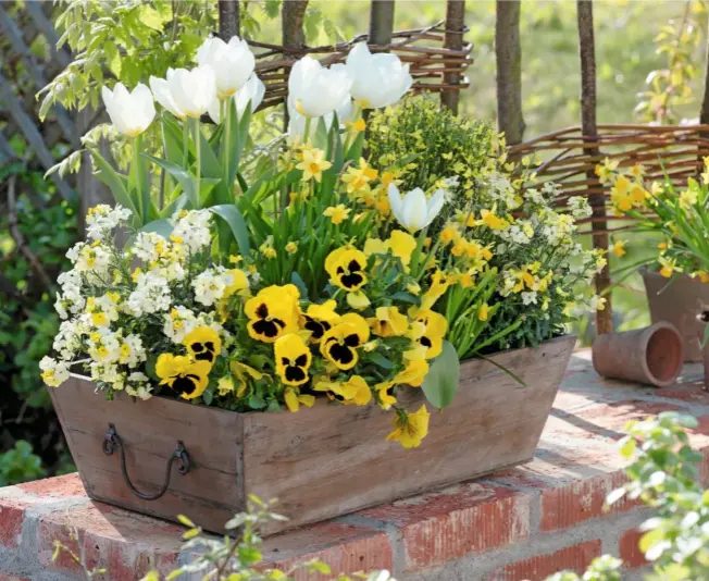  ??  ?? The white erysimum ‘Winter Sun’ hybrid adds frothiness to violas, pansies and narcissi under tulipa ‘White Dream’ in a sunny spring container.