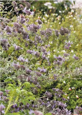  ?? Annie’s Annuals & Perennials ?? Droughttol­erant Salvia clevelandi­i, a. k. a. musk sage, is very fragrant.