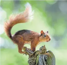  ?? ?? ● A red squirrel as featured in Wild Isles series